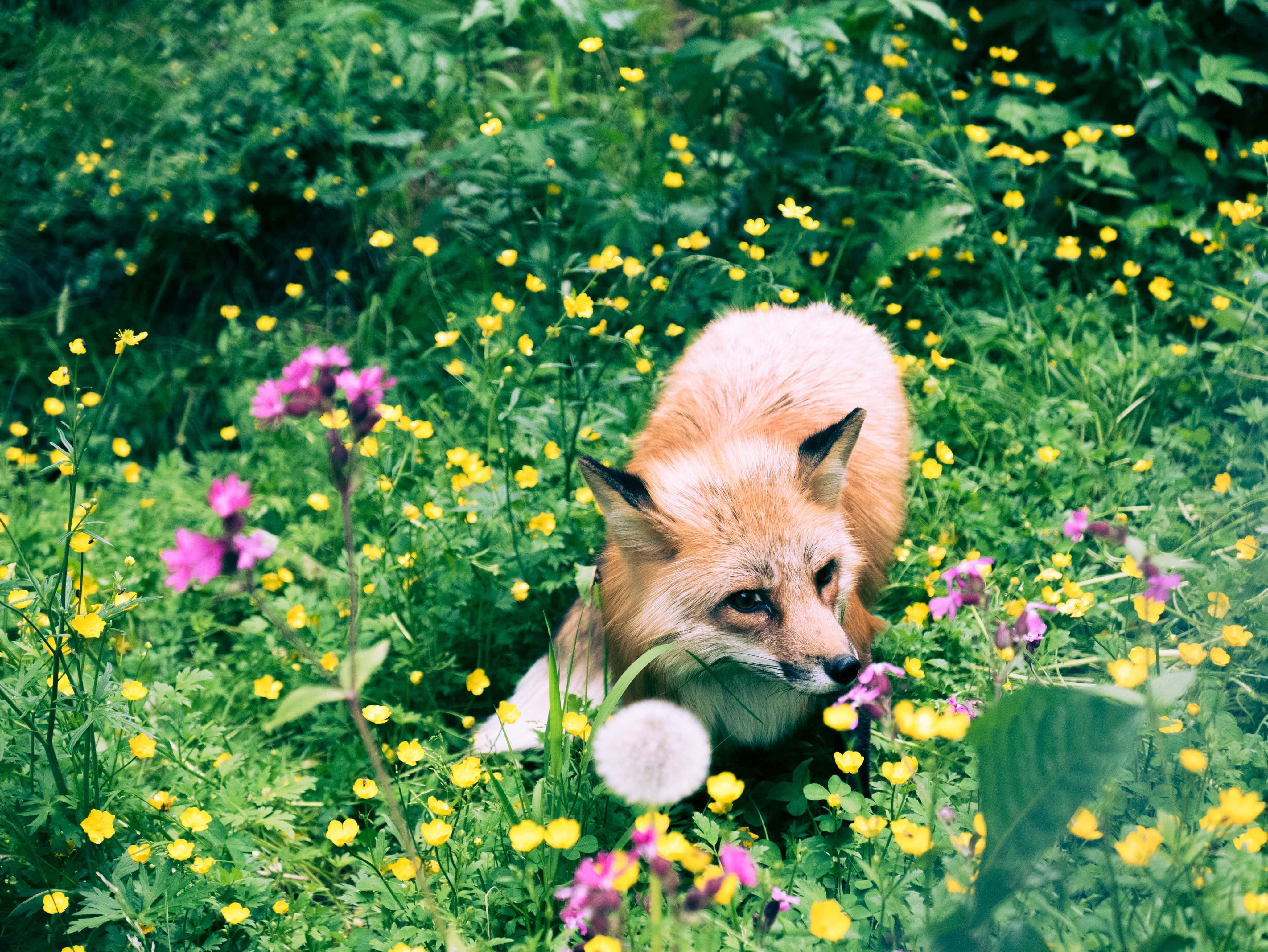 Fox at Namsskogan Family Park